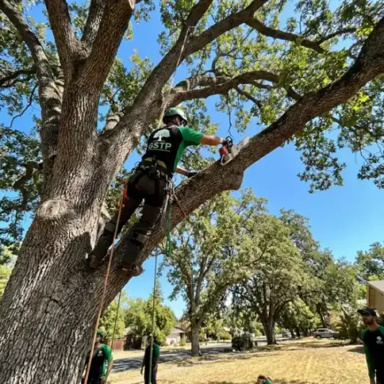 Certified arborist climbing a Johns Creek oak tree with chainsaw