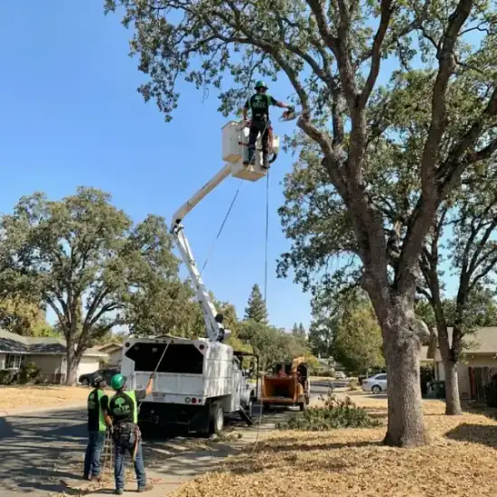 Bucket truck trimming a large oak tree in Johns Creek